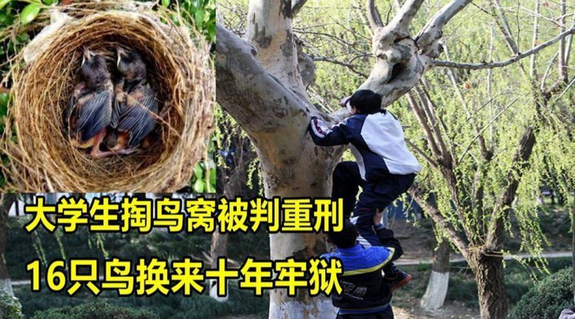 因掏鸟窝被判10年的男孩出狱,父亲:判的比人贩子还重_幼鸟_小军_保护