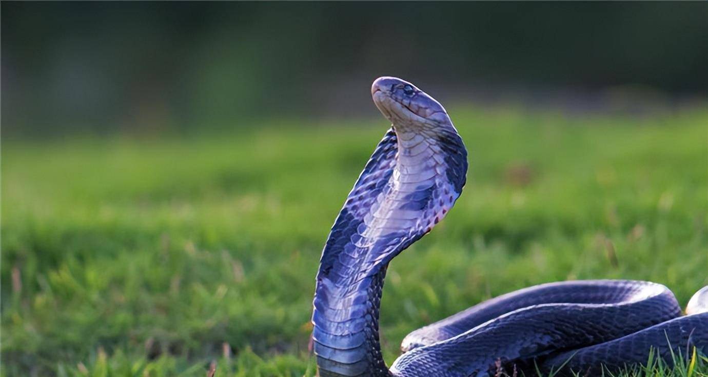 2021年,埃及一家4口坐车出游,连同司机一起被咬身亡_毒蛇_眼镜蛇