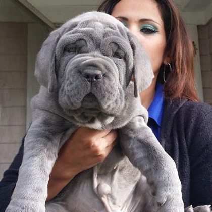 的纽波利顿獒犬,犬肌肉健硕,身体呈直角形状,头颅巨大,上面布满了褶皱