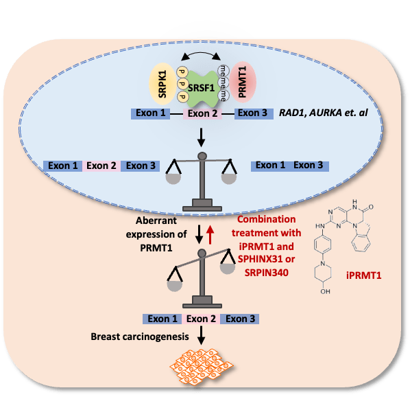 13iprmt1单独使用对乳腺癌的生长起到有效抑制作用,联合srsf1的激酶