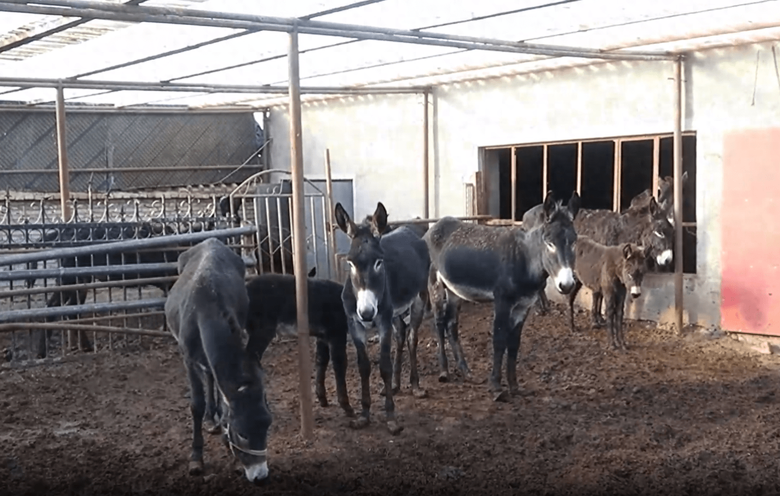 念好"养驴经" 蹚出致富路_王广_毛驴_养殖业