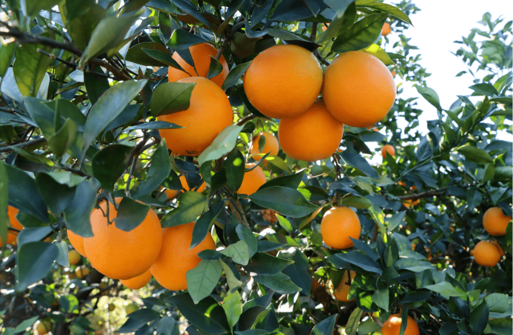 2023中国61崀山脐橙产销峰会,共谋新宁脐橙产业未来!