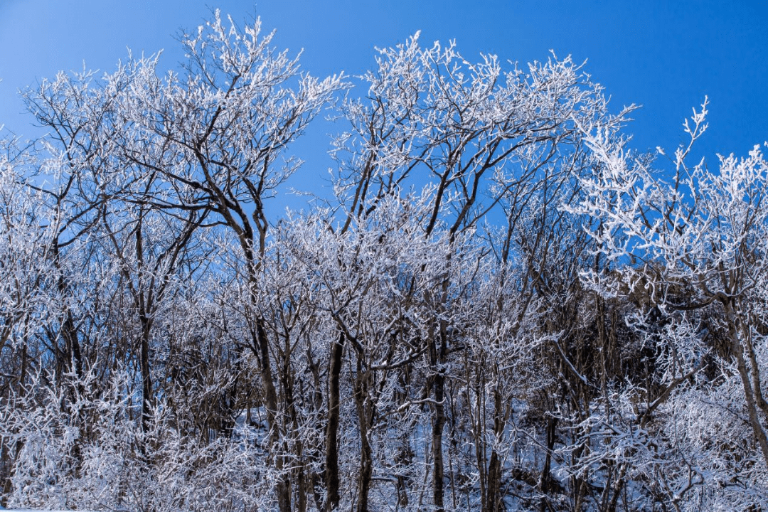 羌山披白衣,雪落凝成霜,绵阳九皇山迎来入冬后第一场雪_游客_景区