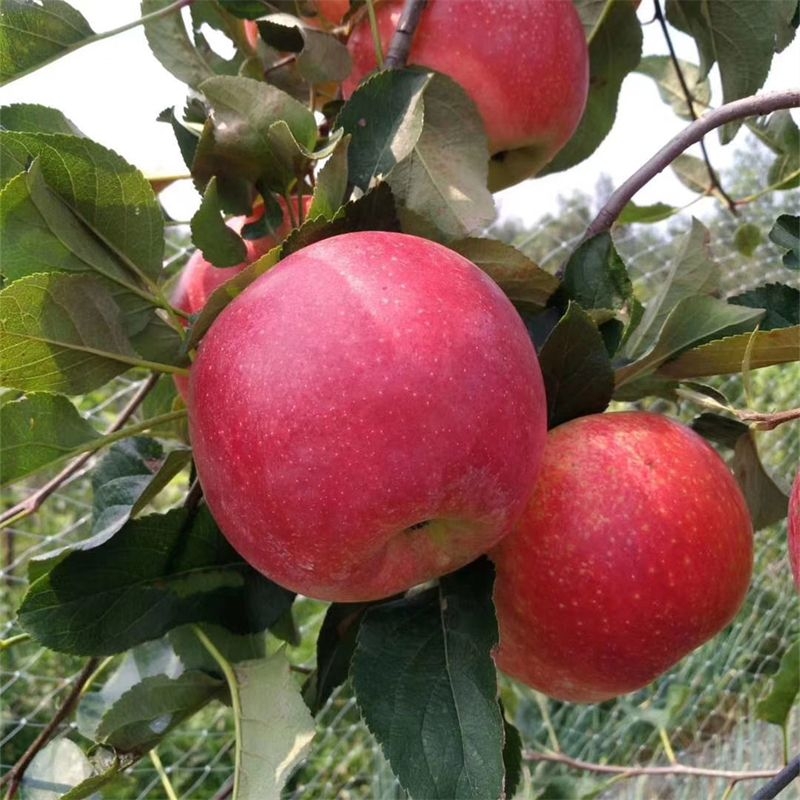 采用矮化砧木m26嫁接的香妃苹果树苗品种优势特点有哪些_种植_管理