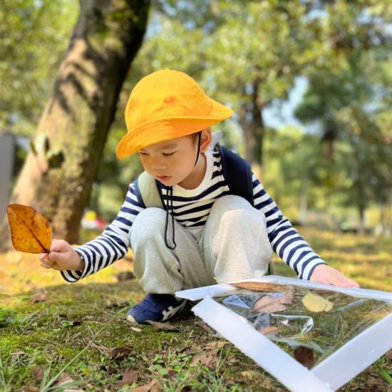 幼儿园寻找秋天的美篇图片