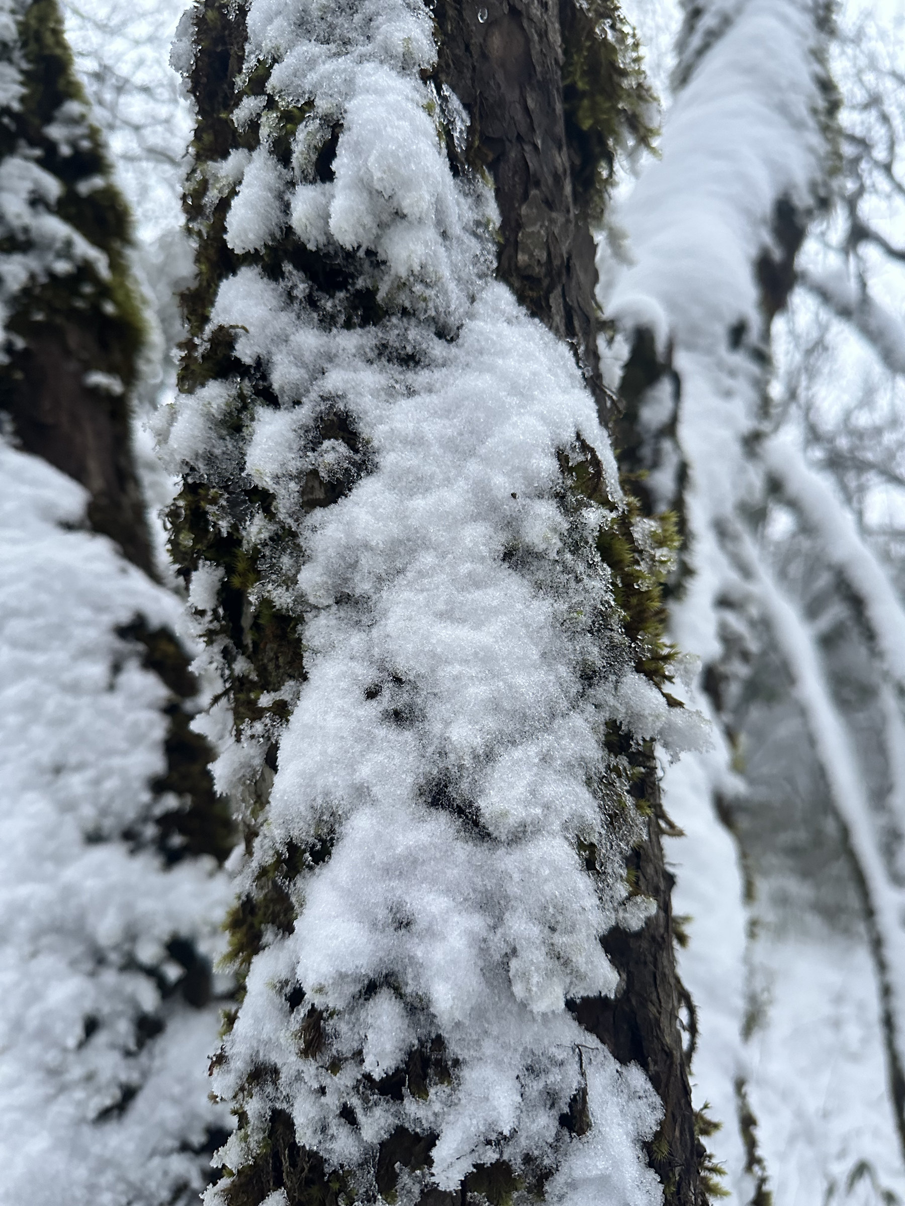 冬雪美景图片