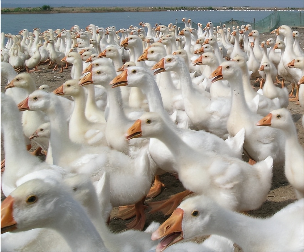 保暖防潮:雏鹅怕冷,圈舍里面的温度不仅要温暖,圈舍里面也要防止太