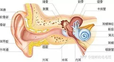 耳朵向前弯图片