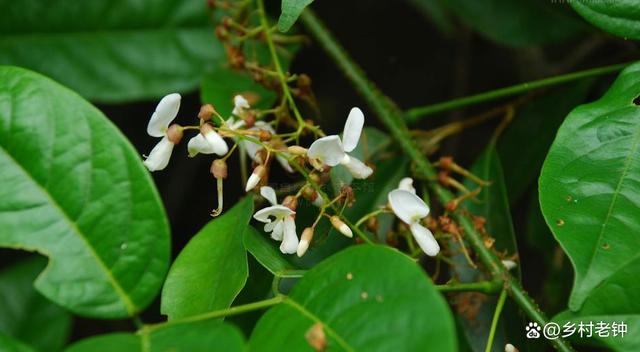 俗称"毒鱼藤",是鱼的克星,过去常用它捕鱼,也是天然的杀虫剂_植物