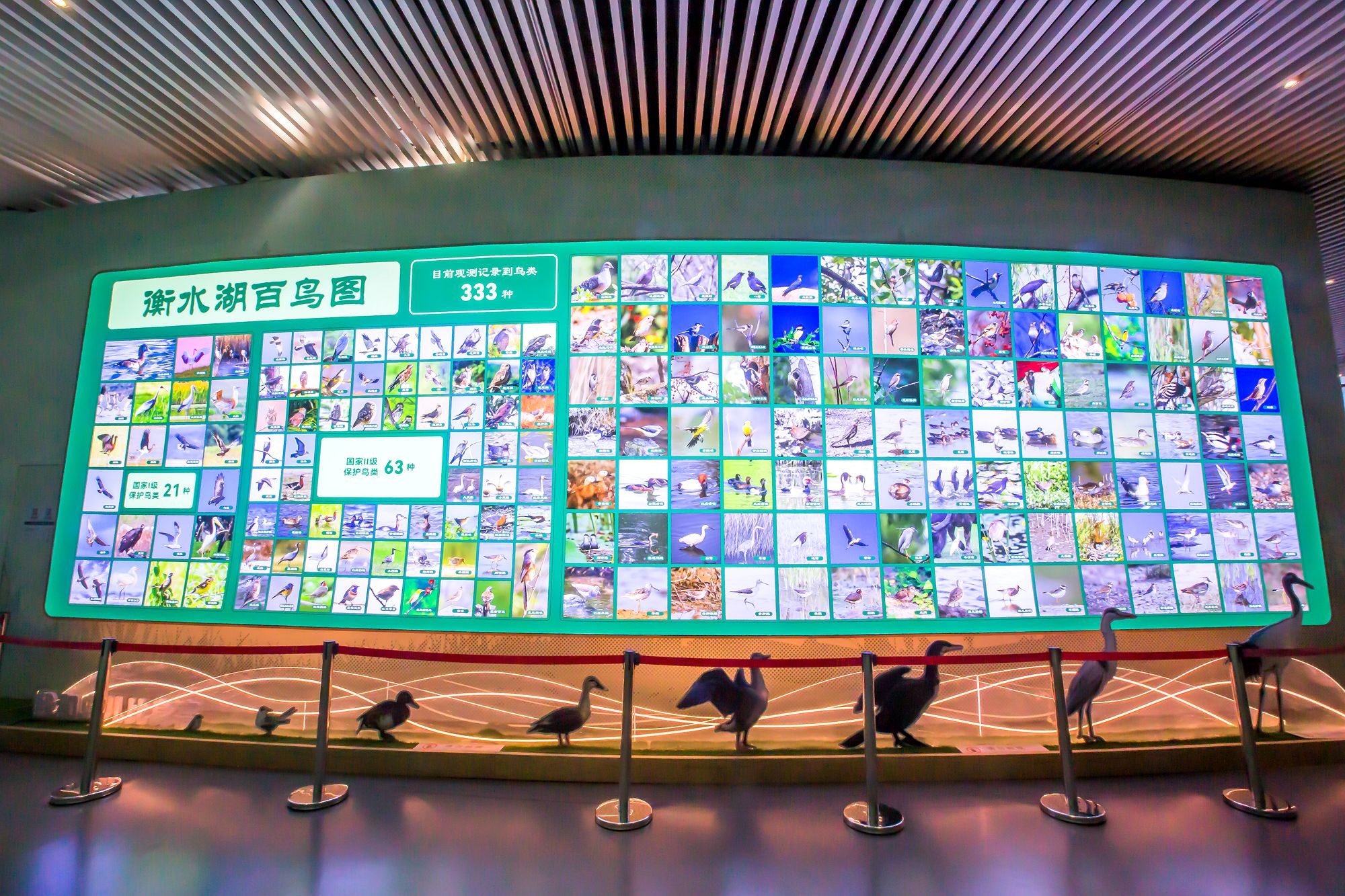 衡水湖湿地生态馆,体验生态美景,科普自然知识,是研学游好去处_鸟类