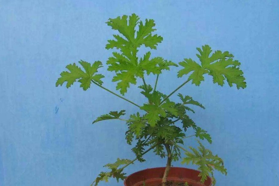 味道_猪笼草_薄荷叶