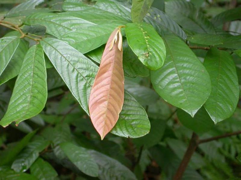 钻山风是一种藤状灌木,植株高约8米,叶互生,叶片呈椭圆形或者长圆形
