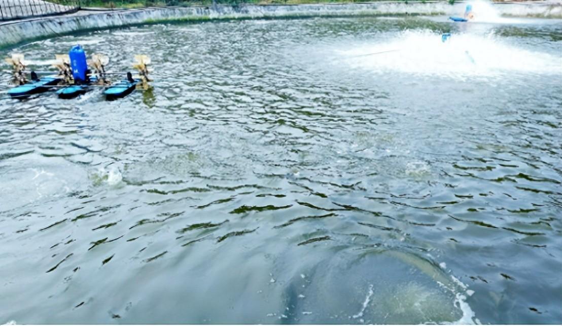 池塘养鱼怎么肥水?鱼塘肥水怎么解决?做好这几条_水体_养殖_水质