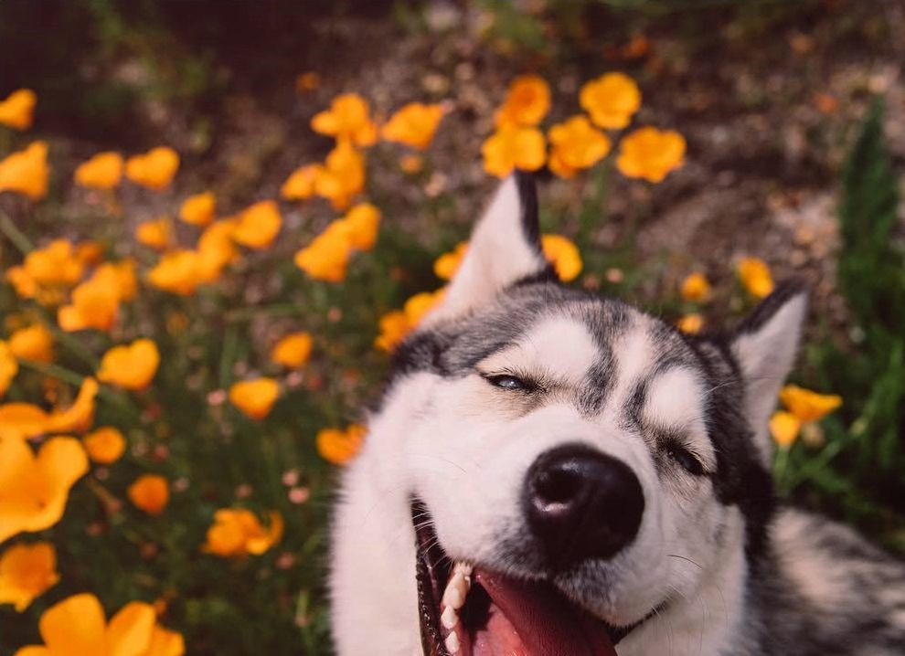 哈士奇_茶几_家具