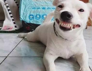 狗露牙齿的表情包图片