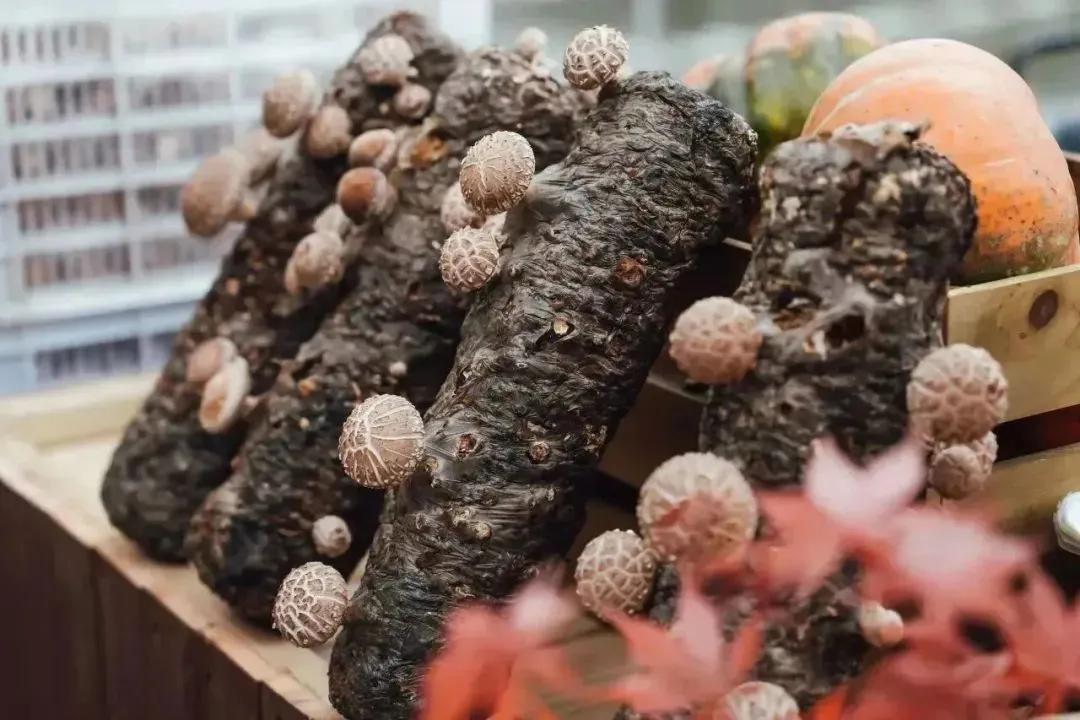 清晨刚采回的新鲜菌菇,柿子和土豆被整齐地码放在桌子上,娃娃鱼在脚底