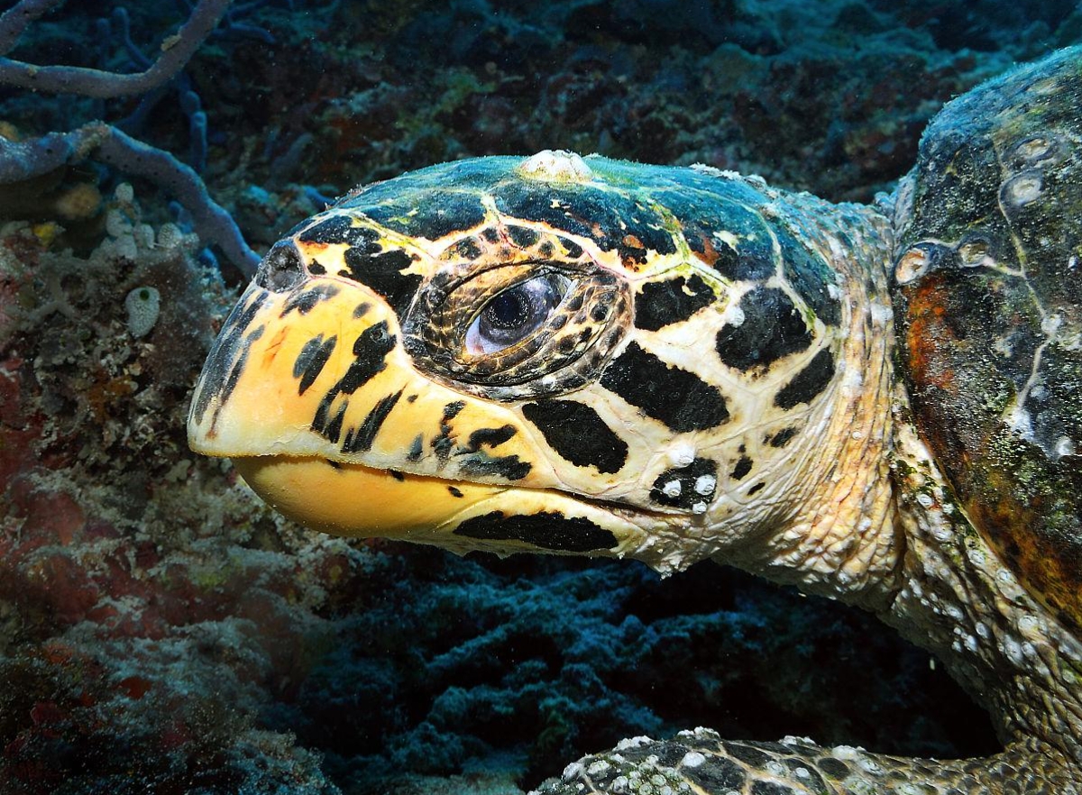 能感受到她的大爱,特今日拾人牙慧,汇集成篇,希望在初冬