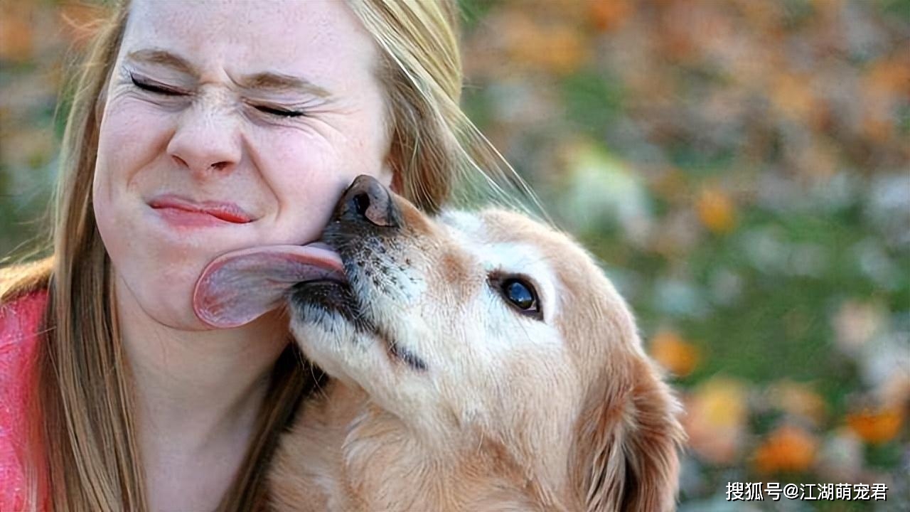 狗狗突然疯狂舔主人图片