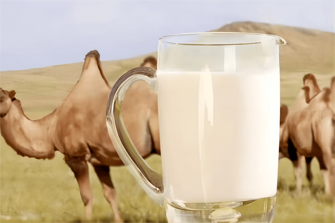 骆驼奶的8大功效!圣驼源初乳燕窝酸配方驼乳粉_维生素_患者_含量
