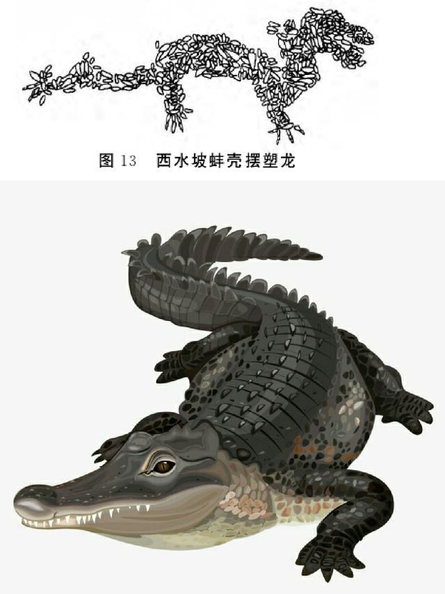 甚至有专家还特意测量了"蚌龙"身体各部分的比例关系,结果也发现其