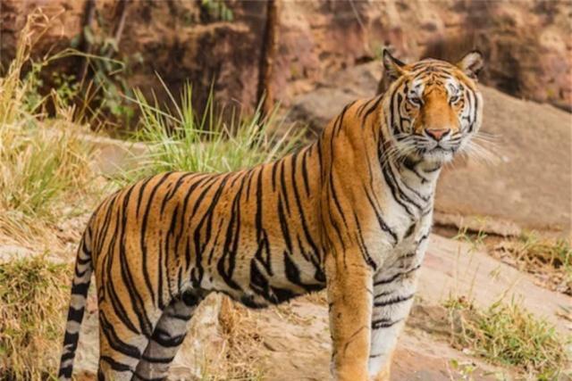 昔日"邵东第一豪宅"申爱虎,名为爱虎却吃虎肉,用虎头虎骨泡酒_申再新