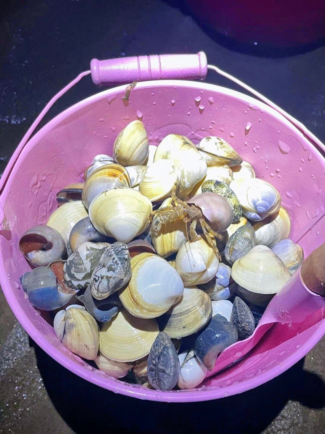 游玩指南人工养殖的赶海园盛产蛤蜊蛏子白蛤等海鲜交通c502路