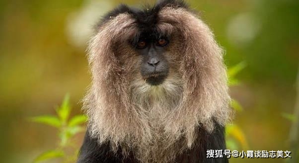 属猴的朋友进入2021年之后,善于运用自己的聪明才智去求福避祸,善于