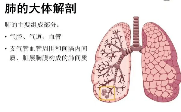 支气管壁的组织结构图片