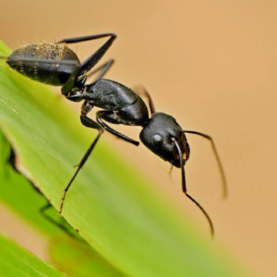 家中有蚂蚁怎样才能消除啊,黄蚂蚁用什么药杀死最快