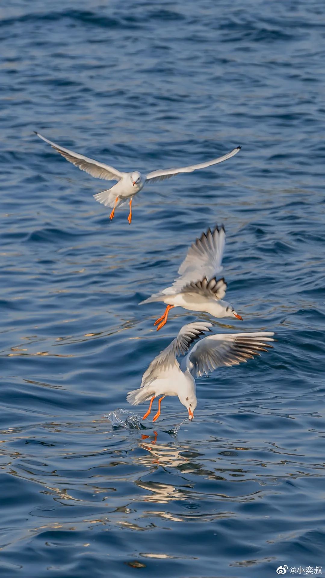 海鸥_青岛_市南区