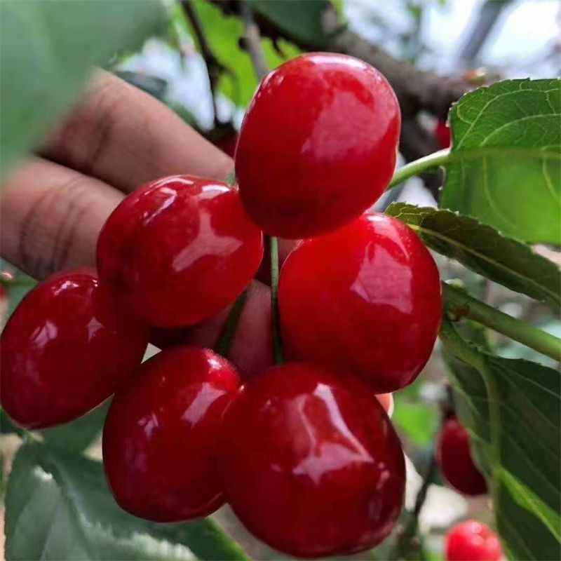 早熟櫻桃界的新秀品種齊早櫻桃苗登陸市場,其優勢特點明顯_口感