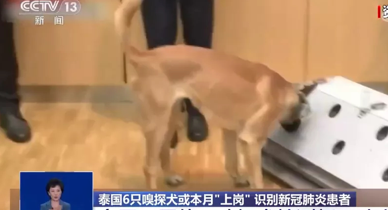 20年前的老片被顶上热搜，炸死功勋犬，导演还被夸“善良”？ 