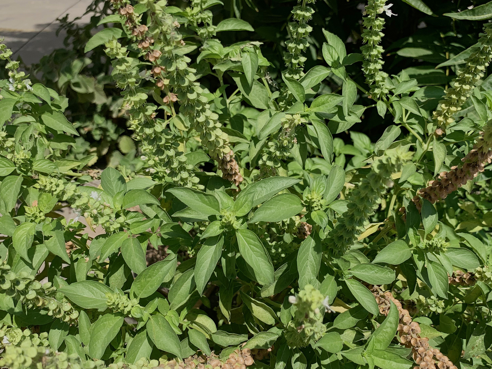 九層塔又叫羅勒,是一種原產於印度的特色蔬菜,印度人甚至視其為神聖