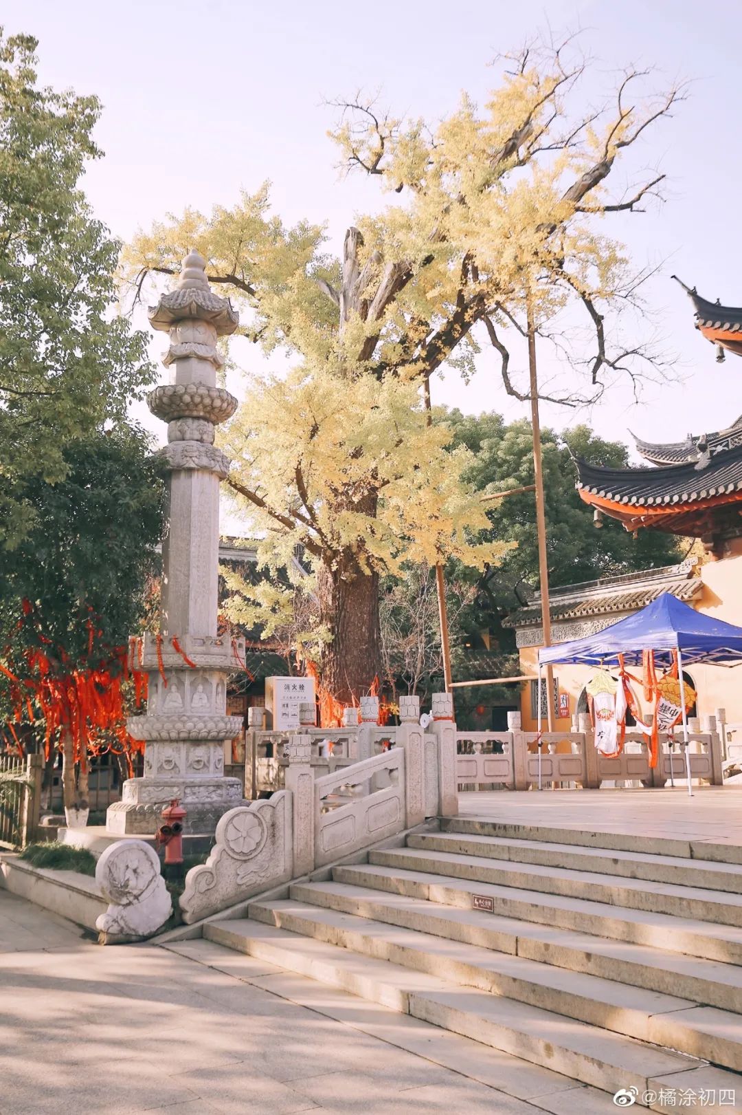 樹碑立傳|蘇州最好看的秋天,625棵銀杏古樹知道_東山_樹齡_綠園