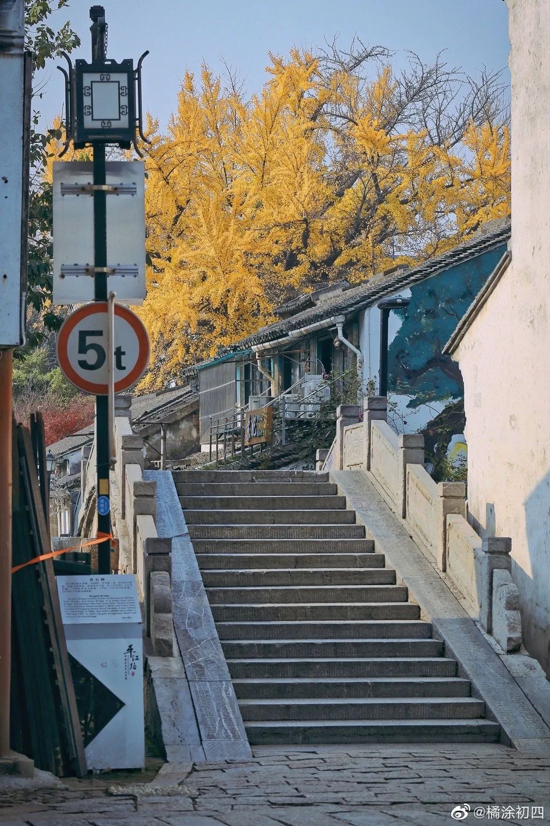 東山_樹齡_綠園