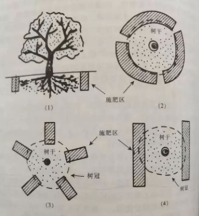 正確的做法:可採取條狀施肥法,即今年行間挖溝施,明年株間挖溝施;也可