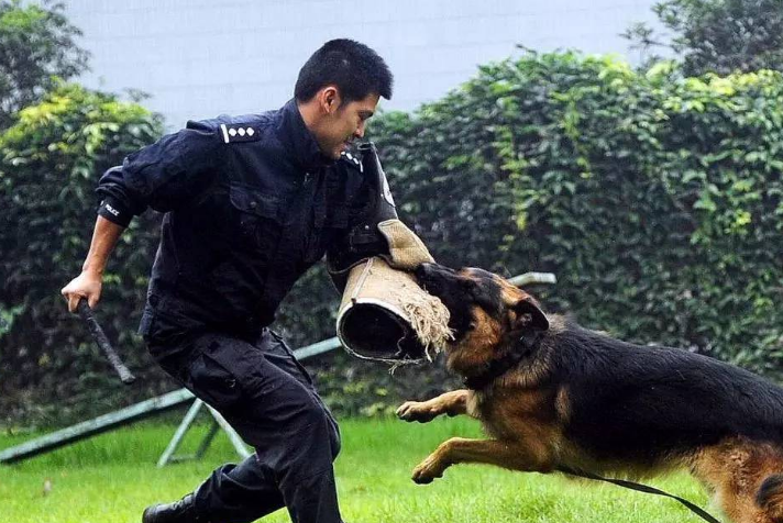 德国牧羊犬——军警犬之王,世界第一犬种