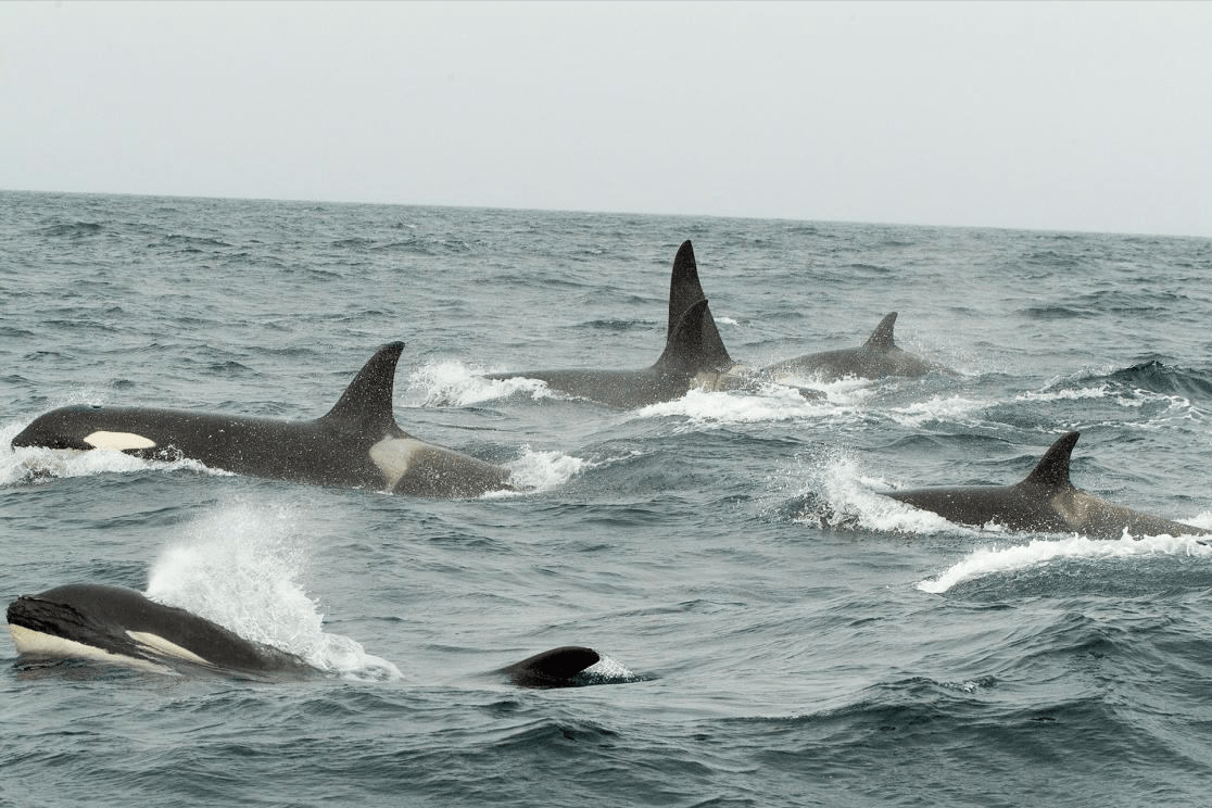 海洋_食物链_群体