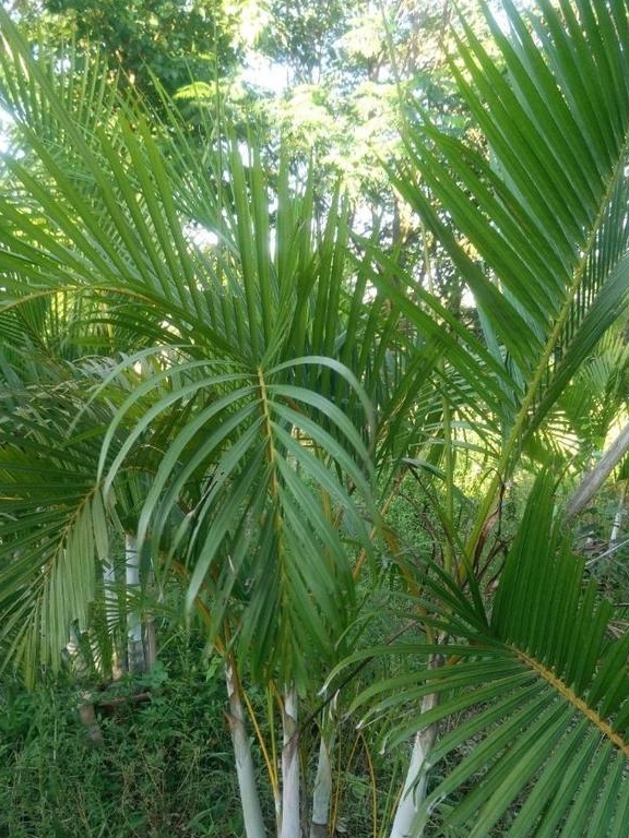 空氣淨化器可不夠,說到底還是這些綠植好_位置_養護_種植