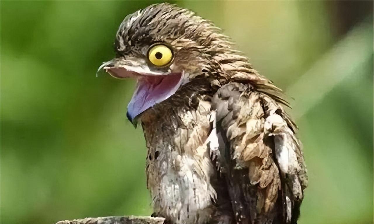 林鸱是夜鹰目,林鸱科的一种鸟类,它们的英文名字叫做potoo,是根据它们