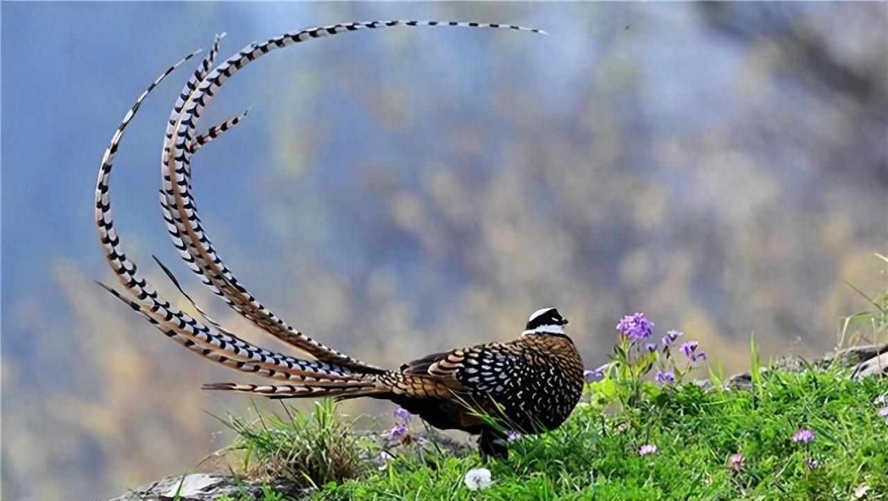 河南董寨现野生长尾鸡,被人驱赶都不愿挪窝,还会跳起来攻击人_游客