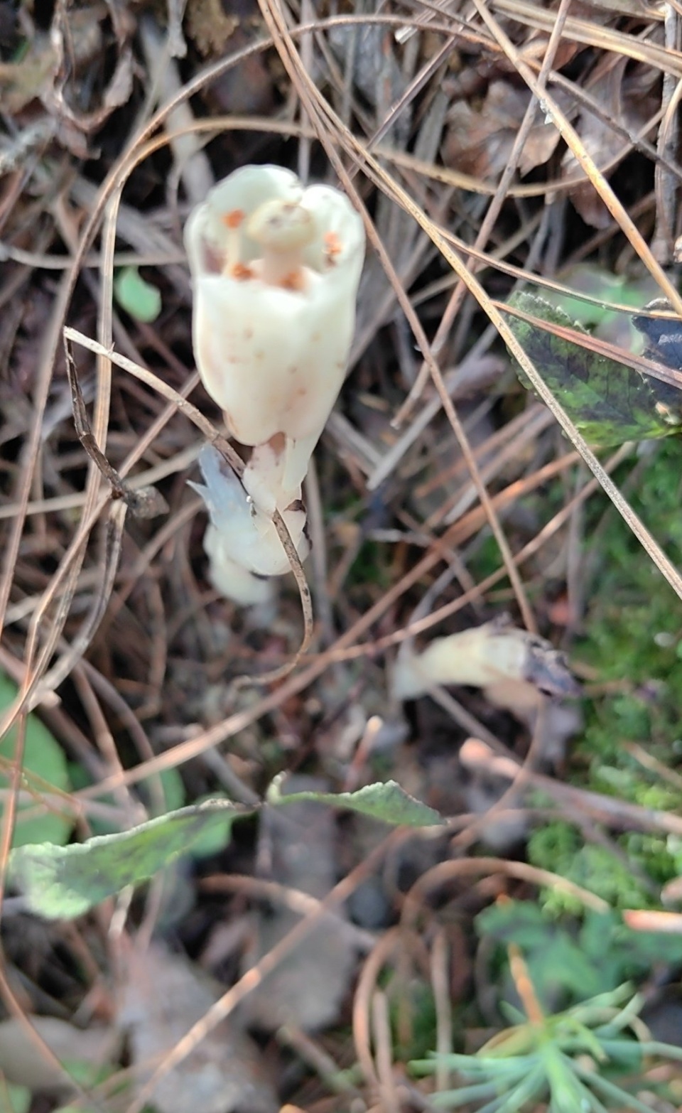 云南省楚雄州山林现珍稀罕见植物 女子不知是何物求助知名大咖科普