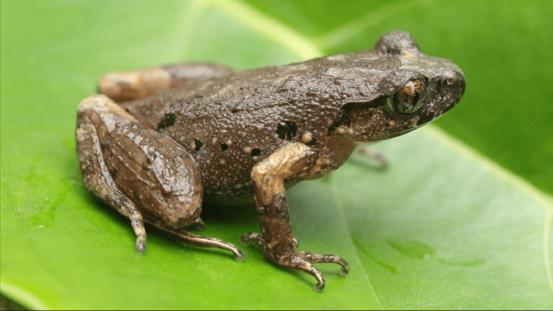 这种蟾鱼竟能偷情且不被雌性察觉,自然界最强"绿帽王"?