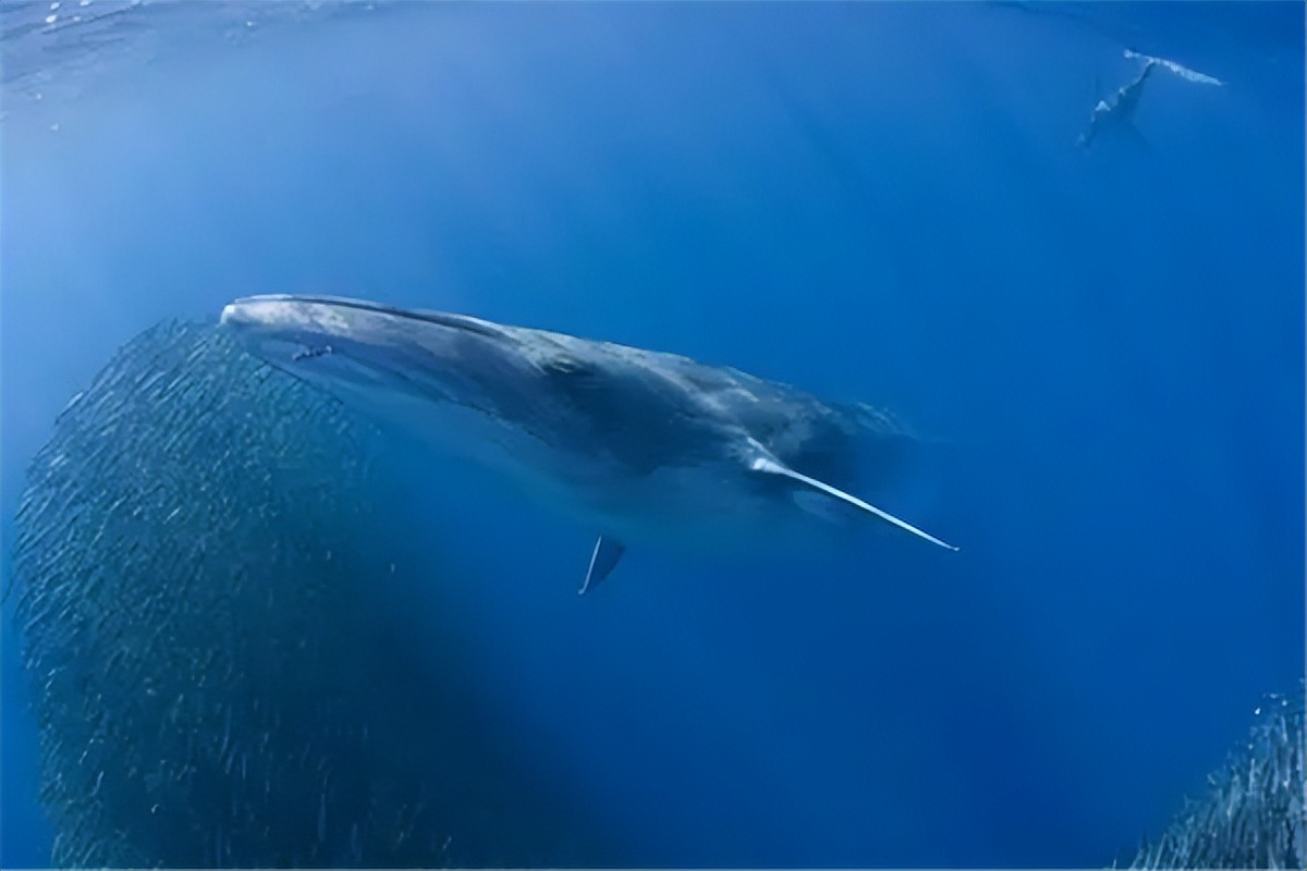 蓝鲸排出2吨粪便成海洋钻石之谜,探秘它们的独特之处!