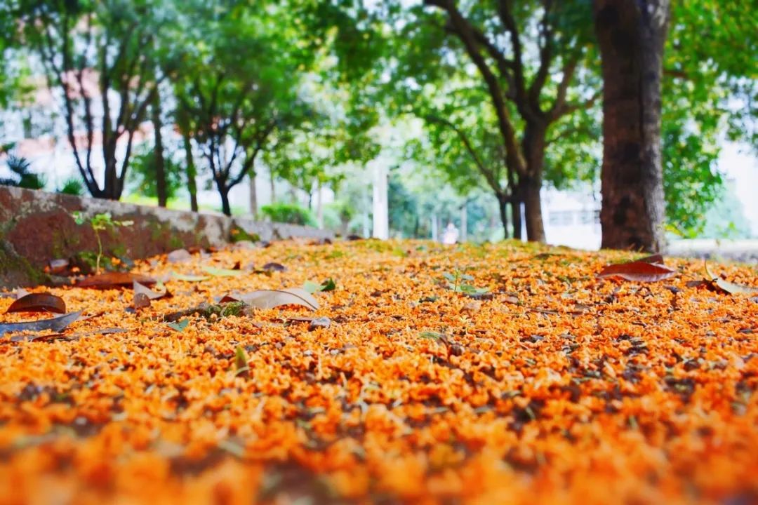 桂花落满地的图片图片