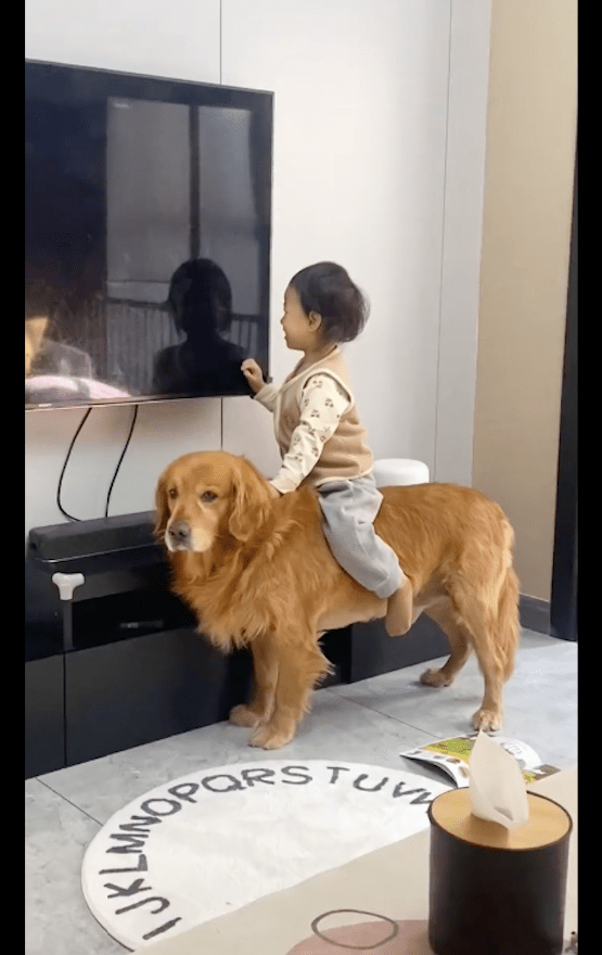 女儿骑在金毛的身上,它虽然不情愿也没有坐下来,真是懂事啊!