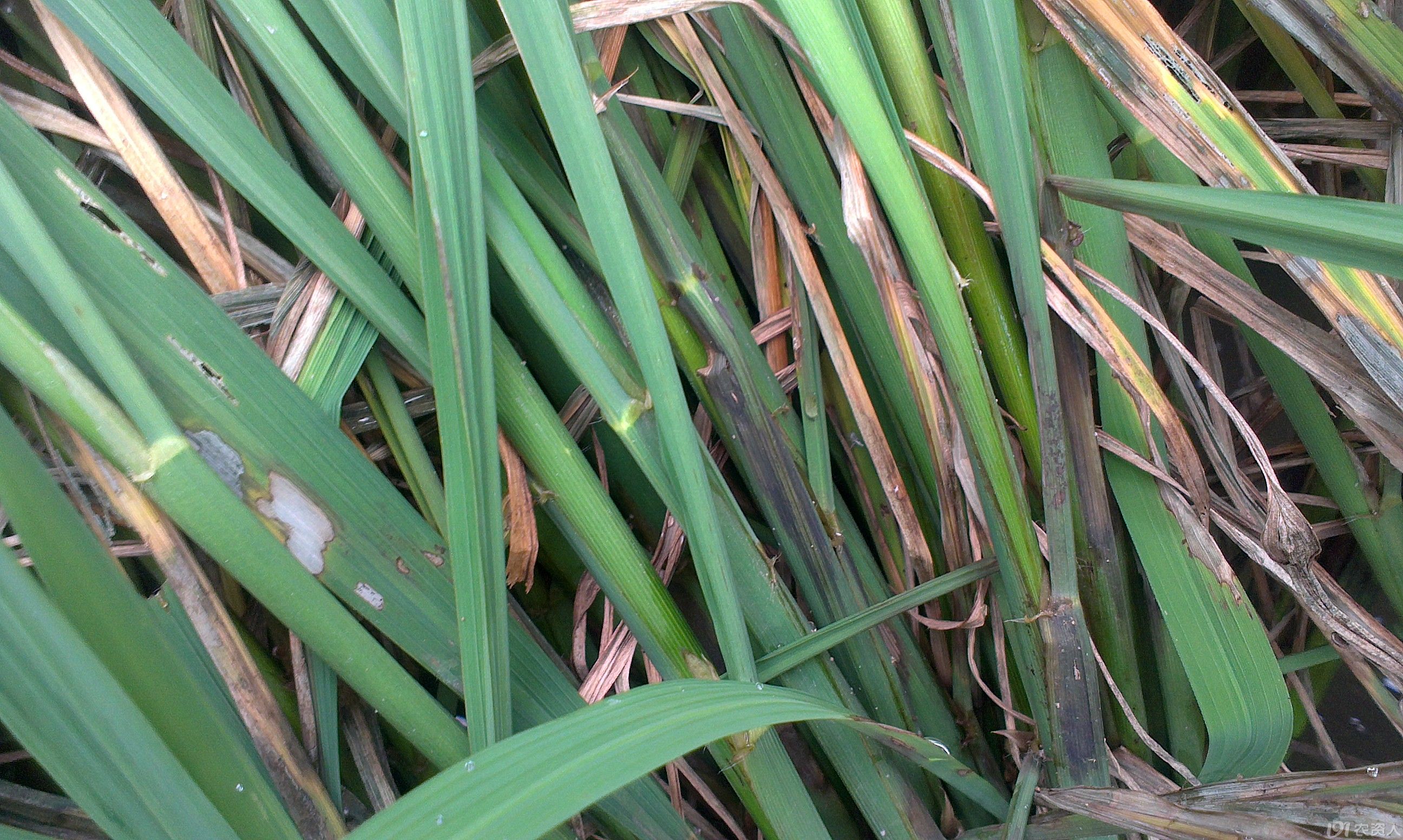 病害_作物_水稻