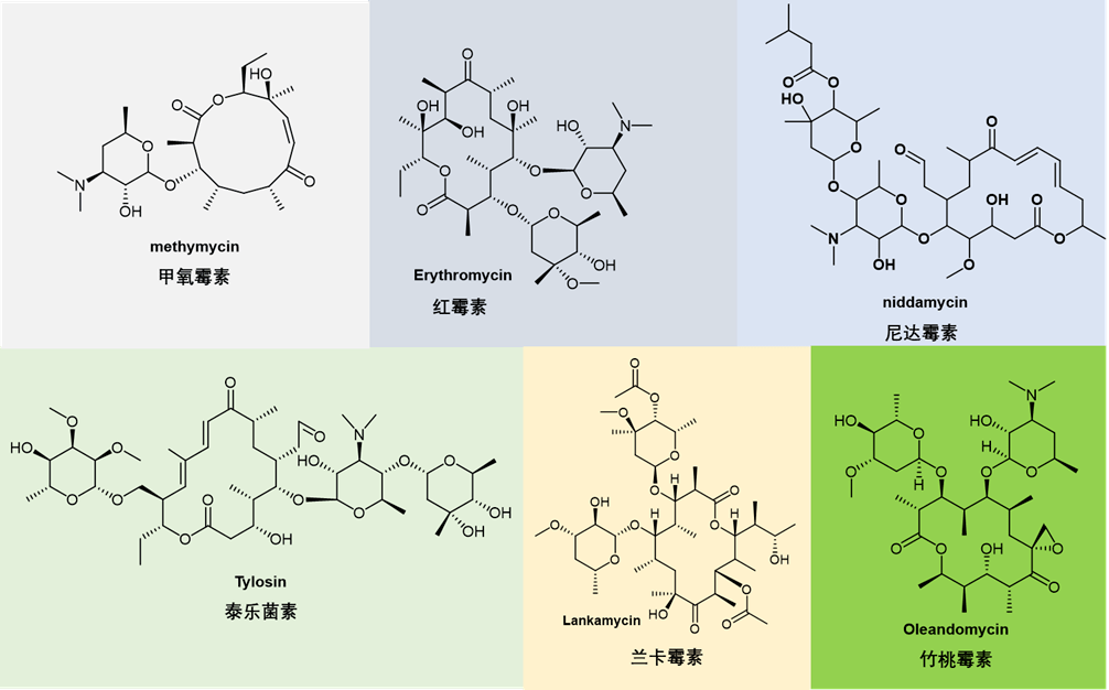 大環內酯(macrolides)類抗生素藥物綜述_包括_ery_細菌