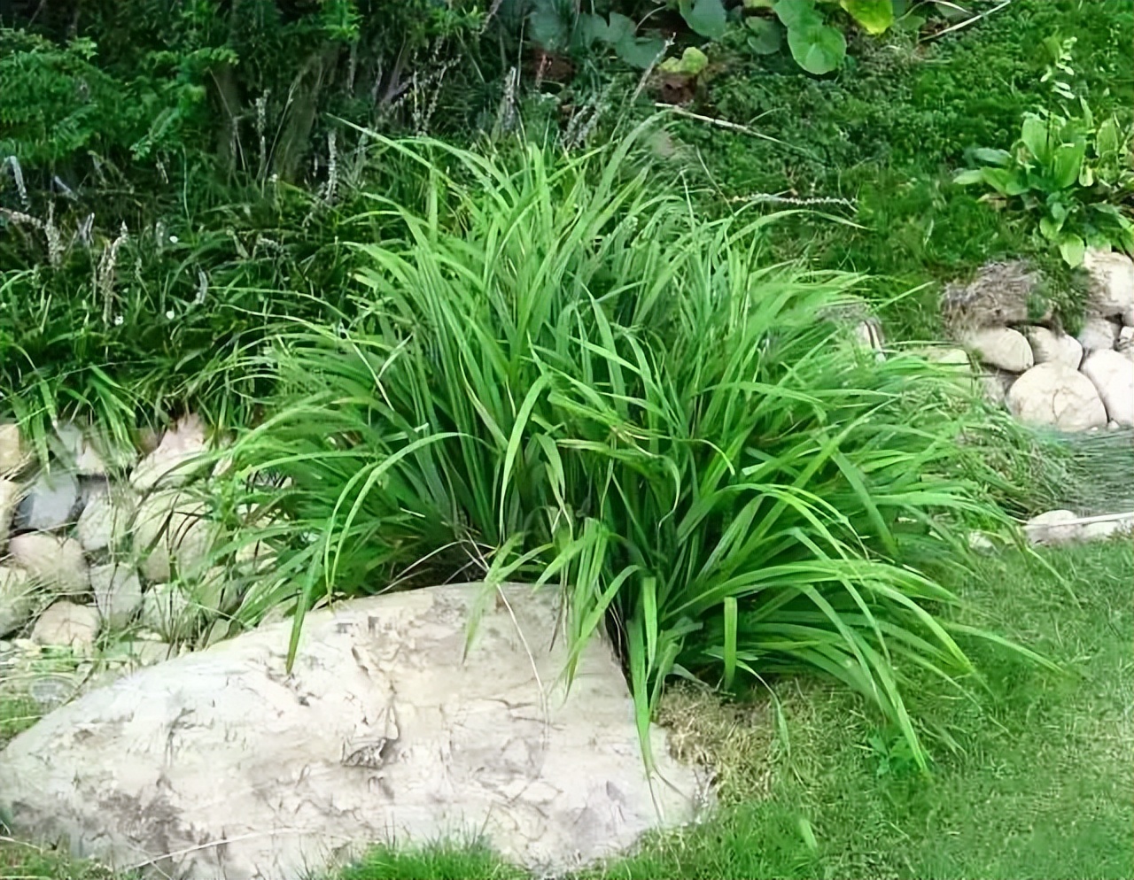 花园庭院里,常见的17种镶边植物,不起眼,却不可少