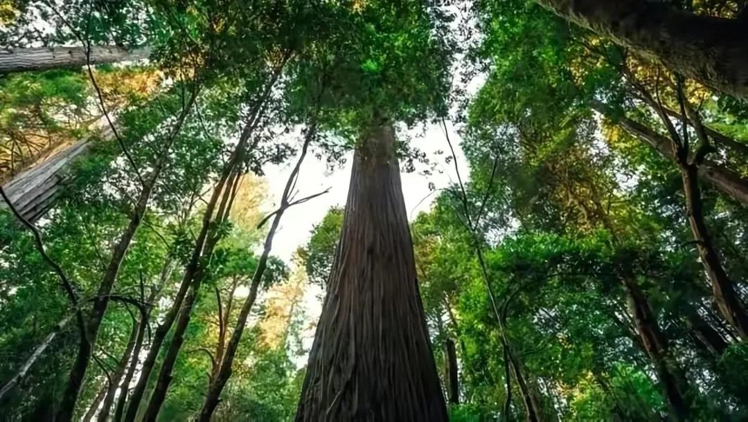 云南黄果冷杉成中国第一高树,高达834米!如何做到的?